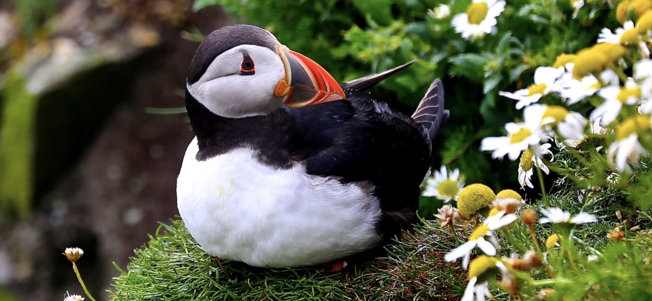 Atlantic puffin nesting among wildflowers, Skomer Island, Wales