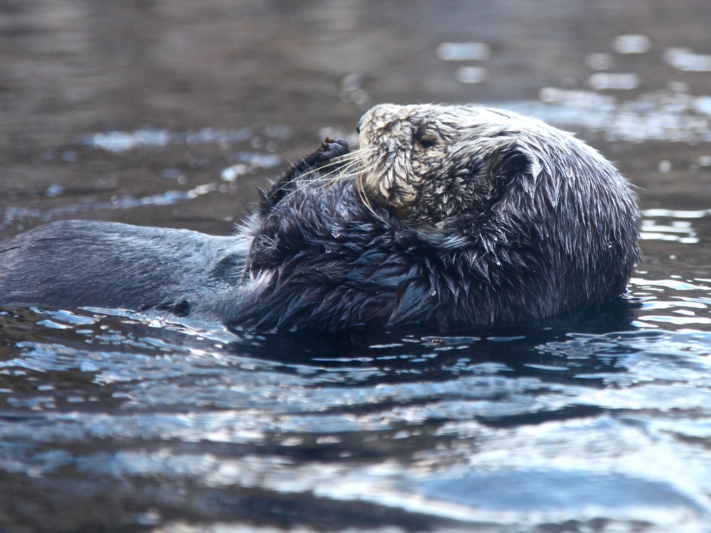 Sea otter, Monterey, California